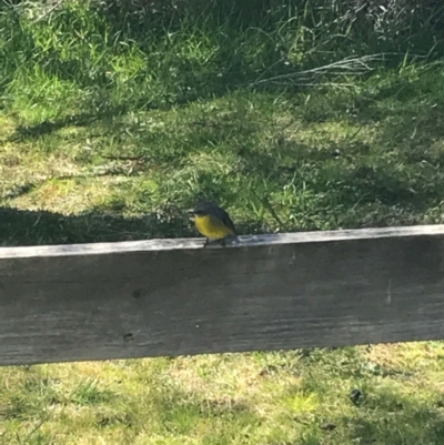 Eopsaltria australis (Eastern Yellow Robin) at Merimbula, NSW - 17 Sep 2017 by AaronClausen