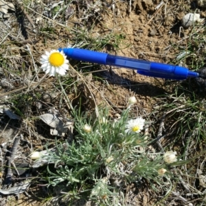 Leucochrysum albicans subsp. tricolor at Campbell, ACT - 17 Sep 2017 10:53 AM