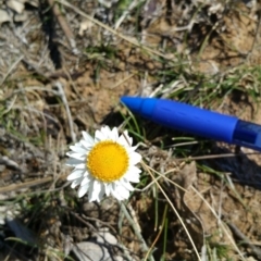 Leucochrysum albicans subsp. tricolor at Campbell, ACT - 17 Sep 2017 10:53 AM