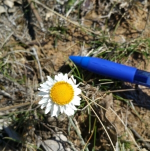 Leucochrysum albicans subsp. tricolor at Campbell, ACT - 17 Sep 2017 10:53 AM