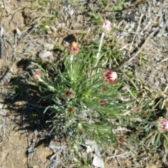 Leucochrysum albicans subsp. tricolor at Campbell, ACT - 17 Sep 2017 10:53 AM