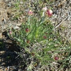 Leucochrysum albicans subsp. tricolor at Campbell, ACT - 17 Sep 2017 10:53 AM