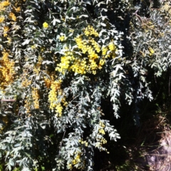 Acacia baileyana (Cootamundra Wattle, Golden Mimosa) at Hughes, ACT - 17 Sep 2017 by ruthkerruish