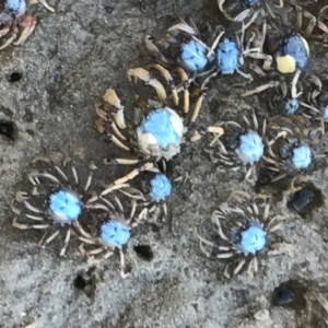 Mictyris longicarpus at Merimbula, NSW - 17 Sep 2017 12:12 PM