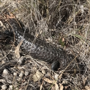 Tiliqua rugosa at Bungendore, NSW - 17 Sep 2017