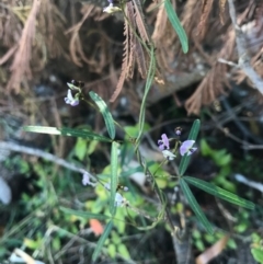 Glycine clandestina (Twining Glycine) at Merimbula, NSW - 17 Sep 2017 by AaronClausen