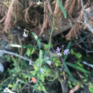 Glycine clandestina at Merimbula, NSW - 17 Sep 2017 12:32 PM