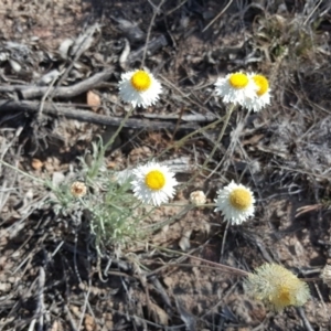 Leucochrysum albicans subsp. tricolor at Farrer, ACT - 17 Sep 2017 02:19 PM