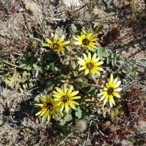 Arctotheca calendula at Farrer, ACT - 17 Sep 2017 02:24 PM