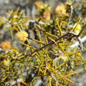 Acacia ulicifolia at Farrer, ACT - 17 Sep 2017 02:31 PM