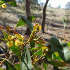 Acacia pycnantha (Golden Wattle) at Mount Mugga Mugga - 17 Sep 2017 by Mike