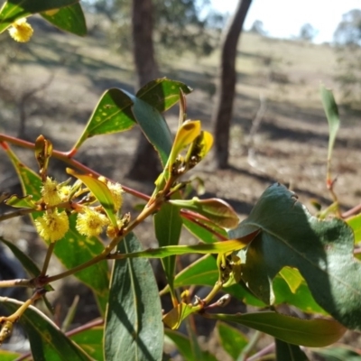 Acacia pycnantha (Golden Wattle) at Symonston, ACT - 17 Sep 2017 by Mike