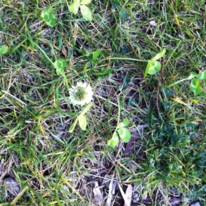 Trifolium repens at Hughes, ACT - 8 Jun 2017