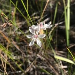 Burchardia umbellata (Milkmaids) at Bournda National Park - 17 Sep 2017 by AaronClausen