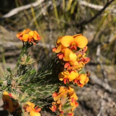 Dillwynia rudis at Bournda National Park - 17 Sep 2017 by AaronClausen