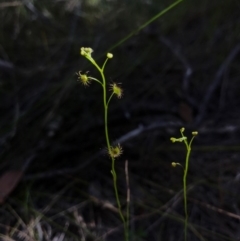 Drosera (genus) (A Sundew) at Bournda, NSW - 17 Sep 2017 by AaronClausen