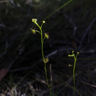 Drosera (genus) (A Sundew) at Bournda, NSW - 17 Sep 2017 by AaronClausen