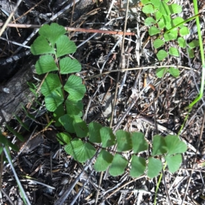 Lindsaea linearis (Screw Fern) at Bournda, NSW - 17 Sep 2017 by AaronClausen