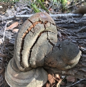 Phellinus robustus at suppressed - 17 Sep 2017