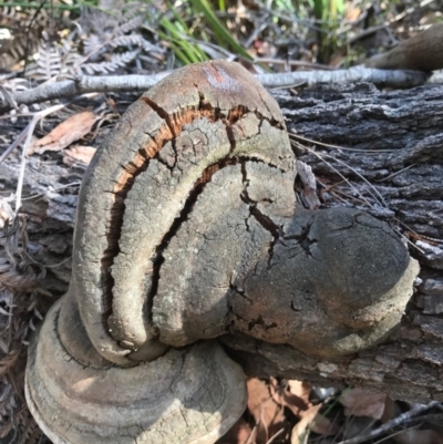 Phellinus robustus (Phellinus robustus) at Bournda National Park - 17 Sep 2017 by AaronClausen