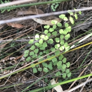 Adiantum aethiopicum at Bournda, NSW - suppressed