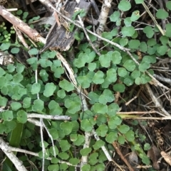 Adiantum aethiopicum (Common Maidenhair Fern) at Bournda National Park - 17 Sep 2017 by AaronClausen