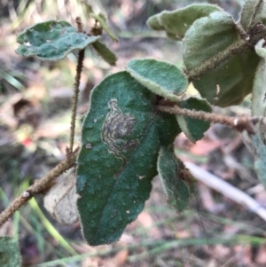 Pomaderris sp. at Bournda National Park - 17 Sep 2017