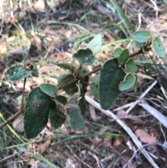 Pomaderris sp. at Bournda National Park - 17 Sep 2017