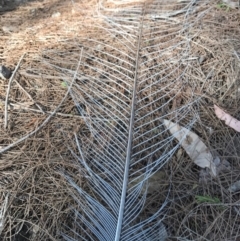 Menura novaehollandiae at Bournda, NSW - 17 Sep 2017 04:50 PM