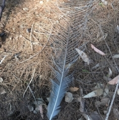Menura novaehollandiae at Bournda, NSW - 17 Sep 2017 04:50 PM