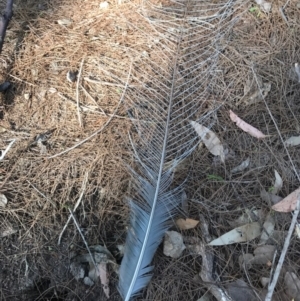 Menura novaehollandiae at Bournda, NSW - 17 Sep 2017 04:50 PM