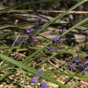 Comesperma volubile at Bournda, NSW - 17 Sep 2017 04:51 PM