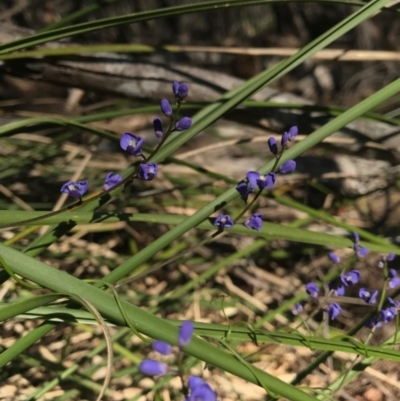 Comesperma volubile (Love Creeper) at Bournda National Park - 17 Sep 2017 by AaronClausen