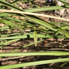 Comesperma volubile at Bournda, NSW - 17 Sep 2017 04:51 PM