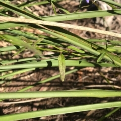 Comesperma volubile at Bournda, NSW - 17 Sep 2017