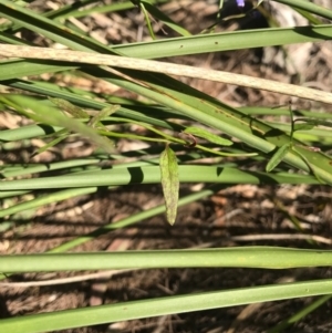 Comesperma volubile at Bournda, NSW - 17 Sep 2017