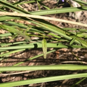 Comesperma volubile at Bournda, NSW - 17 Sep 2017 04:51 PM
