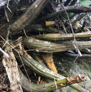 Dendrobium speciosum at Bournda, NSW - suppressed