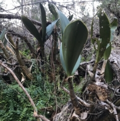 Dendrobium speciosum at Bournda, NSW - suppressed