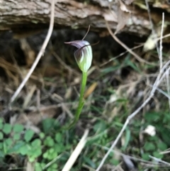 Pterostylis pedunculata (Maroonhood) at Bournda National Park - 17 Sep 2017 by AaronClausen