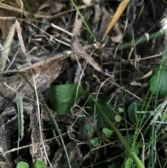 Pterostylis pedunculata at Bournda, NSW - suppressed