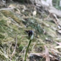 Pterostylis pedunculata at Bournda, NSW - suppressed