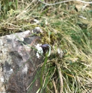 Pterostylis pedunculata at Bournda, NSW - suppressed