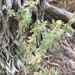 Zieria littoralis (Downy Zieria) at Bournda, NSW - 17 Sep 2017 by AaronClausen