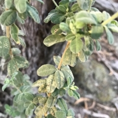 Zieria littoralis at Bournda, NSW - 17 Sep 2017 04:53 PM