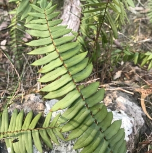 Pellaea falcata at Bournda, NSW - 17 Sep 2017