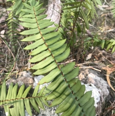 Pellaea falcata (Sickle Fern) at Bournda Environment Education Centre - 17 Sep 2017 by AaronClausen