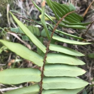 Pellaea falcata at Bournda, NSW - 17 Sep 2017