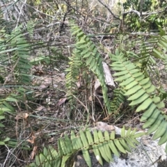 Pellaea falcata at Bournda, NSW - 17 Sep 2017