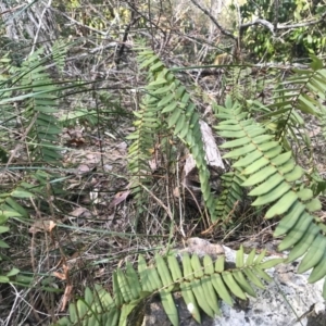 Pellaea falcata at Bournda, NSW - suppressed